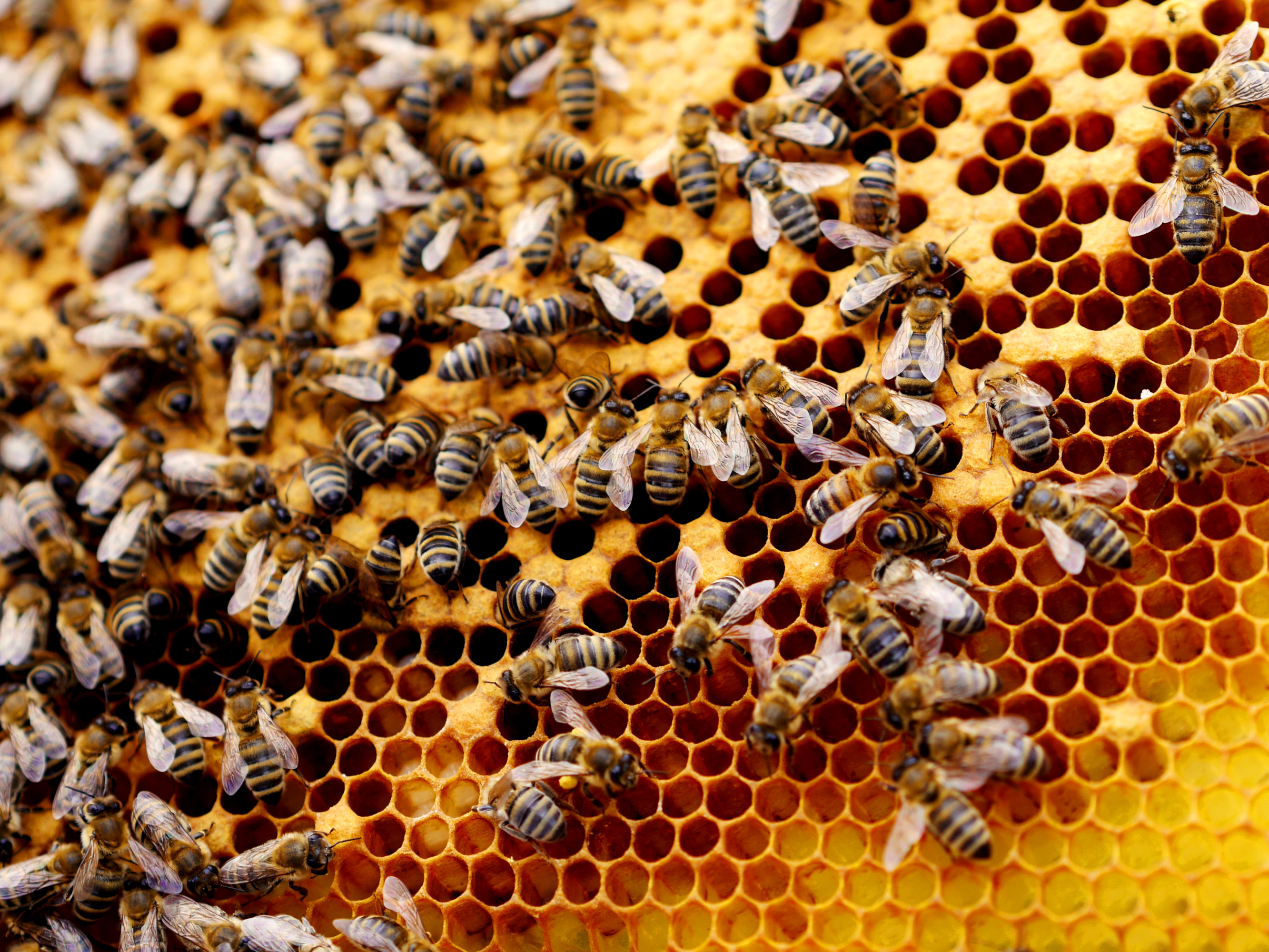 Microphones placed inside a wooden beehive housing more than 10,000 bees
