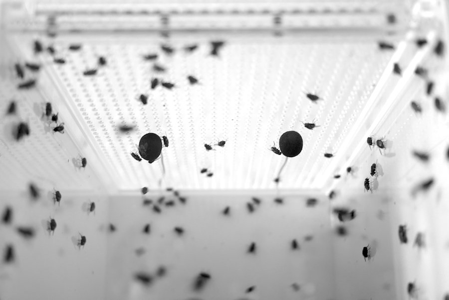 Close-up recording of a fly swarm for the SHAPINGWAVES Insects & Swarms sound library